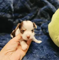 YorkieM3, a male Yorkshire Terrier for sale in Cullman, AL – 4 of 6
