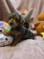 YorkiePooF4..Pending, a female Yorkipoo for sale in Cullman, AL – 9 of 9