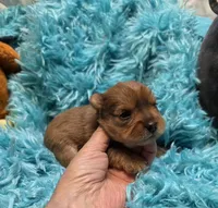 MerleYorkieM2, a male Yorkshire Terrier for sale in Cullman, AL – 6 of 8