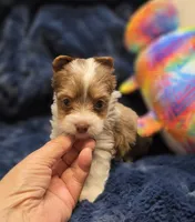 YorkieF, a female Yorkshire Terrier for sale in Cullman, AL – 6 of 10