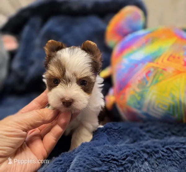 YorkieM2 – Yorkshire Terrier puppy for sale in Cullman, AL