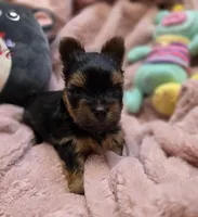 YorkieM2, a male Yorkshire Terrier for sale in Cullman, AL – 9 of 9