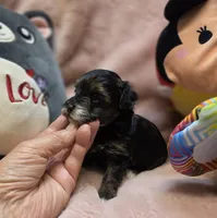 YorkiePooF1, a female Yorkipoo for sale in Cullman, AL – 8 of 9