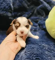 YorkieM2, a male Yorkshire Terrier for sale in Cullman, AL – 4 of 7