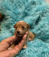 MaltipooF, a male Maltipoo for sale in Cullman, AL – 3 of 10