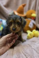 YorkiePooF4..Pending, a female Yorkipoo for sale in Cullman, AL – 2 of 9