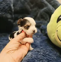 YorkieM1Teacup, a male Yorkshire Terrier for sale in Cullman, AL – 2 of 7