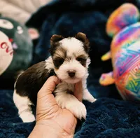 YorkieM2, a male Yorkshire Terrier for sale in Cullman, AL – 4 of 9