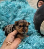 MerleYorkieM1, a male Yorkshire Terrier for sale in Cullman, AL – 4 of 7