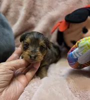 YorkiePooF4, a female Yorkipoo for sale in Cullman, AL – 4 of 10