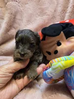 YorkiePooF3, a female Yorkipoo for sale in Cullman, AL – 10 of 10