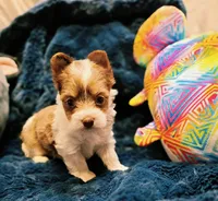 YorkieF, a female Yorkshire Terrier for sale in Cullman, AL – 2 of 10