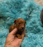 MaltipooM3, a male Maltipoo for sale in Cullman, AL – 2 of 9
