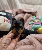 YorkieM1, a male Yorkshire Terrier for sale in Cullman, AL – 7 of 8