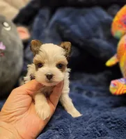 YorkieM1Teacup, a male Yorkshire Terrier for sale in Cullman, AL – 7 of 8