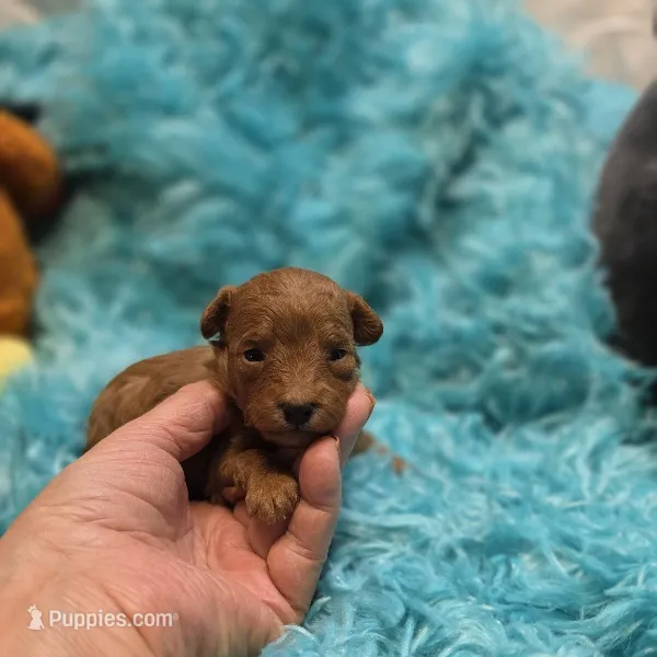 MaltipooM3 – Maltipoo puppy for sale in Cullman, AL