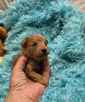 MaltipooM1, a male Maltipoo for sale in Cullman, AL – 2 of 10
