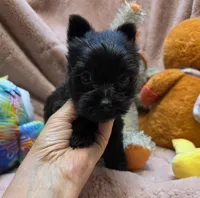YorkieM4, a male Yorkshire Terrier for sale in Cullman, AL – 2 of 10