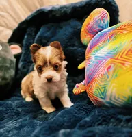 YorkieF, a female Yorkshire Terrier for sale in Cullman, AL – 7 of 10