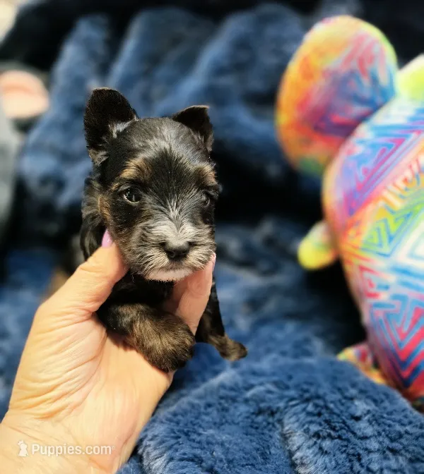 ExoticYorkieF – Yorkshire Terrier puppy for sale in Cullman, AL