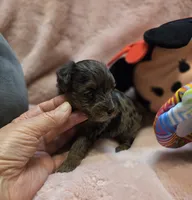 YorkiePooF3, a female Yorkipoo for sale in Cullman, AL – 7 of 10