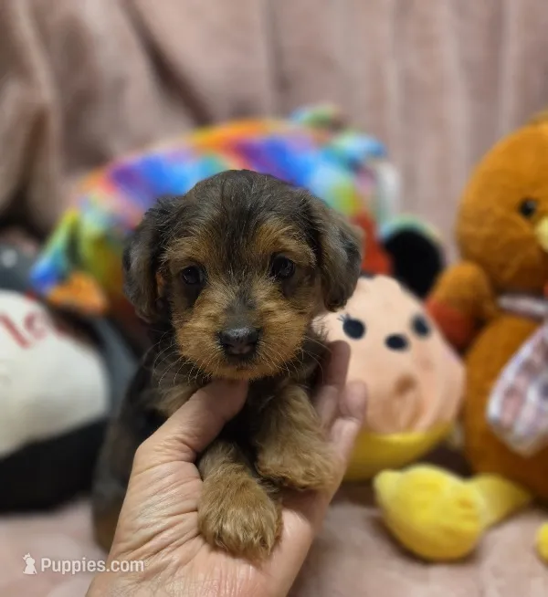 YorkiePooF4 – Yorkipoo puppy for sale in Cullman, AL