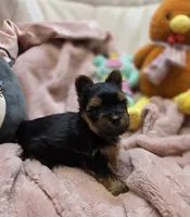 YorkieM2, a male Yorkshire Terrier for sale in Cullman, AL – 4 of 9