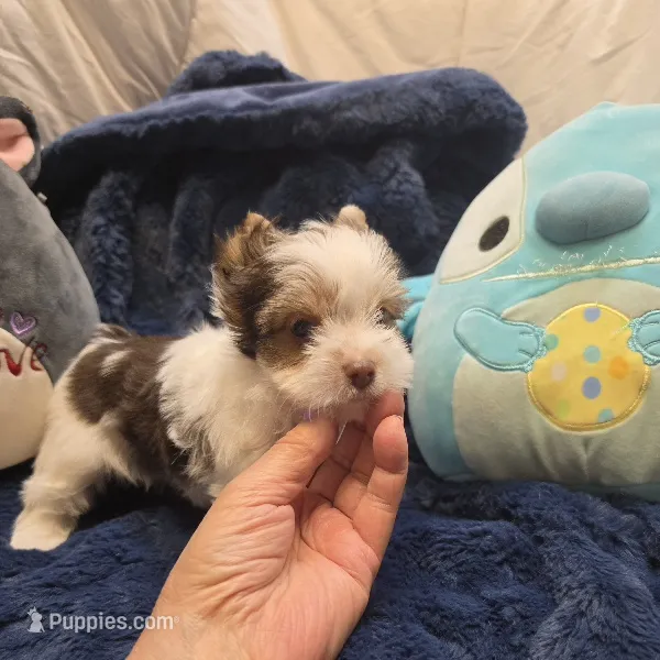 YorkieM3 – Yorkshire Terrier puppy for sale in Cullman, AL
