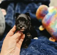 ExoticYorkieM1, a male Yorkshire Terrier for sale in Cullman, AL – 5 of 7