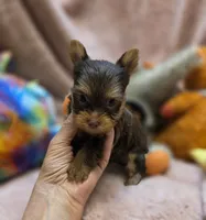 YorkieM1, a male Yorkshire Terrier for sale in Cullman, AL – 5 of 9