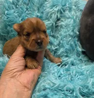 MerleYorkieM2, a male Yorkshire Terrier for sale in Cullman, AL – 8 of 8