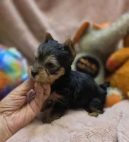 YorkieM3, a male Yorkshire Terrier for sale in Cullman, AL – 10 of 10