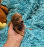 MaltipooM1, a male Maltipoo for sale in Cullman, AL – 8 of 10