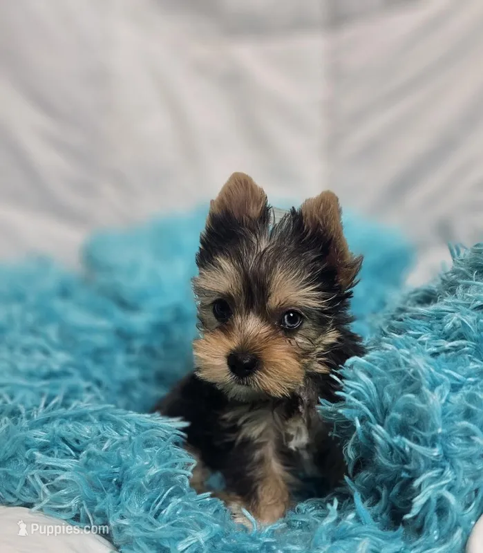 ExoticYorkieM4 – Yorkshire Terrier puppy for sale in Cullman, AL