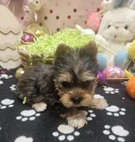 ExoticYorkieM4, a male Yorkshire Terrier for sale in Cullman, AL – Photo 2 of 10