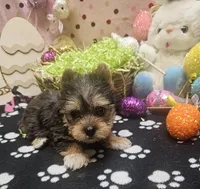 ExoticYorkieM4, a male Yorkshire Terrier for sale in Cullman, AL – Photo 7 of 10