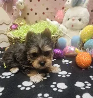 ExoticYorkieM4, a male Yorkshire Terrier for sale in Cullman, AL – Photo 4 of 10