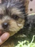 ExoticYorkieM4, a male Yorkshire Terrier for sale in Cullman, AL – Photo 10 of 10