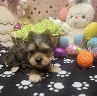 ExoticYorkieM4, a male Yorkshire Terrier for sale in Cullman, AL – Photo 6 of 10