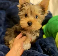 ExoticYorkieM4, a male Yorkshire Terrier for sale in Cullman, AL – Photo 2 of 6