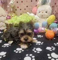 ExoticYorkieM4, a male Yorkshire Terrier for sale in Cullman, AL – Photo 5 of 10