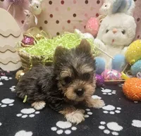 ExoticYorkieM4, a male Yorkshire Terrier for sale in Cullman, AL – Photo 3 of 10