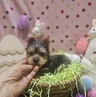 ExoticYorkieM4, a male Yorkshire Terrier for sale in Cullman, AL – Photo 9 of 10