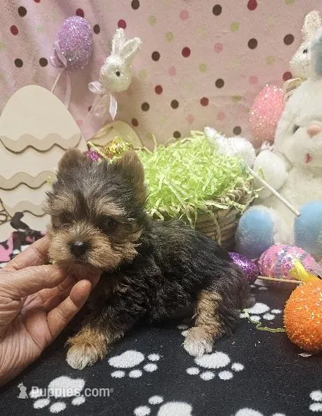 ExoticYorkieM4 – Yorkshire Terrier puppy for sale in Cullman, AL