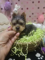 ExoticYorkieM4, a male Yorkshire Terrier for sale in Cullman, AL – Photo 8 of 10