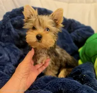 ExoticYorkieM4, a male Yorkshire Terrier for sale in Cullman, AL – Photo 4 of 6