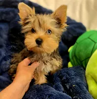 ExoticYorkieM4, a male Yorkshire Terrier for sale in Cullman, AL – Photo 5 of 6