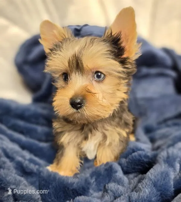 ExoticYorkieM4 – Yorkshire Terrier puppy for sale in Cullman, AL