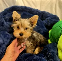 ExoticYorkieM4, a male Yorkshire Terrier for sale in Cullman, AL – Photo 6 of 6