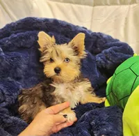 ExoticYorkieM4, a male Yorkshire Terrier for sale in Cullman, AL – Photo 3 of 6